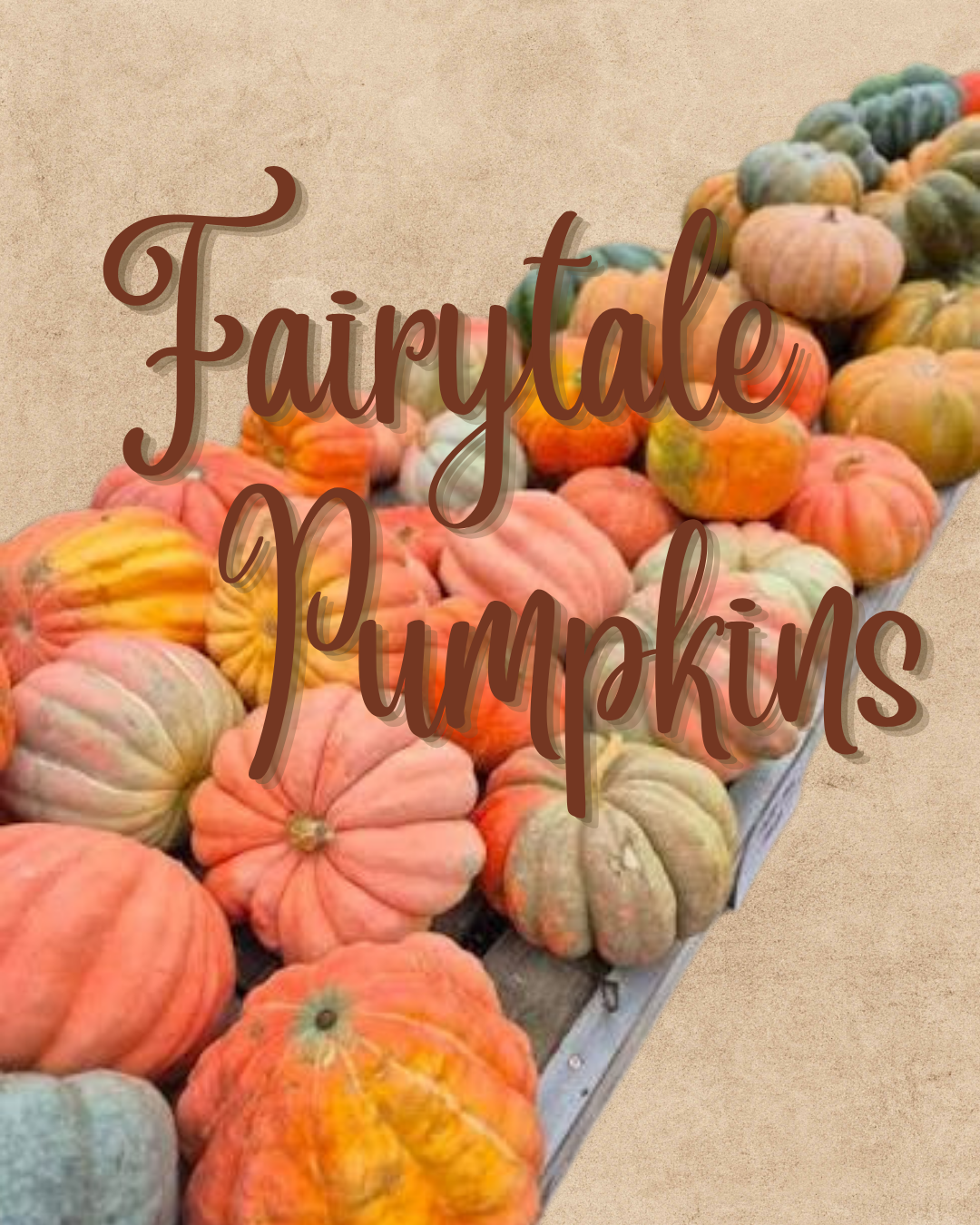 Pumpkin Succulents